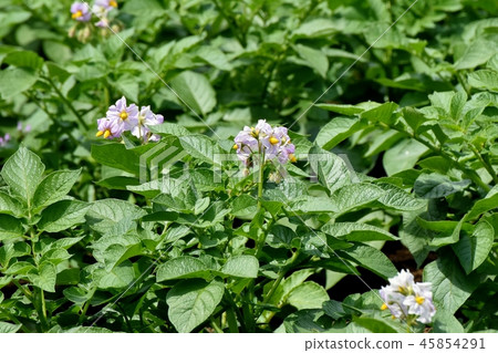 開花在三鷹中原的土豆花 45854291