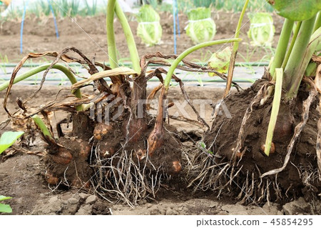 I just dug a taro 45854295