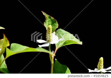 開花在三鷹中原的Dokudami花 開花在三鷹中原的Dokudami花 45854625