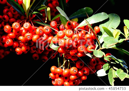 Pyracantha Blooming in Mitaka Nakahara Pyracantha Blooming in Mitaka Nakahara 45854733