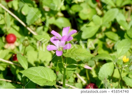 Murasaki Kabaki盛開在三鷹中原 45854740