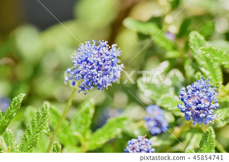 Blue Giria blooming in Mitaka Nakahara 45854741