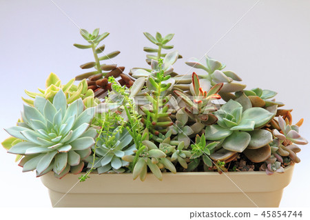 Planting succulent plants 45854744