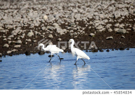 Kosagi Kosagi 45854834