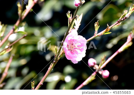 在三鷹中原的紅梅花 在三鷹中原的紅梅花 45855083