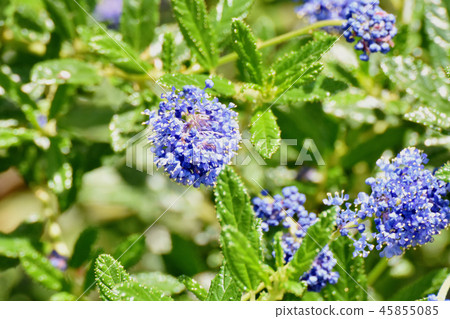 Blue Giria blooming in Mitaka Nakahara 45855085