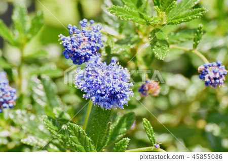 Blue Giria blooming in Mitaka Nakahara 45855086