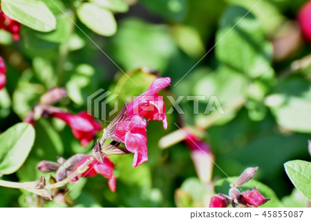 開花在三鷹中原的Salvia microfilla 45855087