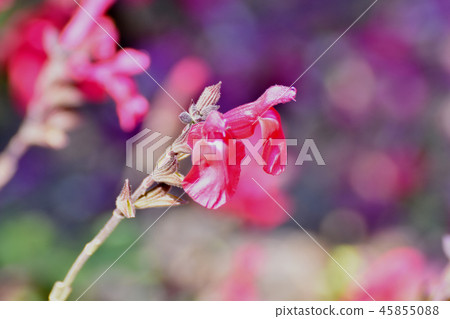 開花在三鷹中原的Salvia microfilla 45855088