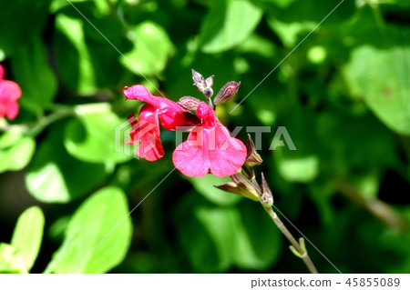 開花在三鷹中原的Salvia microfilla 45855089