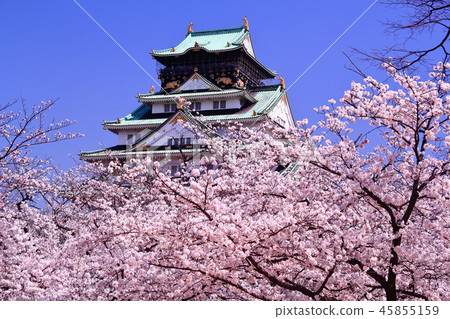 Cherry blossoms in full bloom in Osaka Castle (Chuo-ku, Osaka City) Cherry blossoms in full bloom in Osaka Castle (Chuo-ku, Osaka City) 45855159