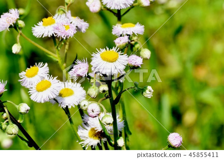 在三鷹中原開花的Harujion 在三鷹中原開花的Harujion 45855411