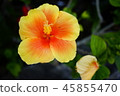 Hibiscus 45855470