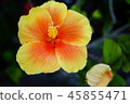 Hibiscus 45855471
