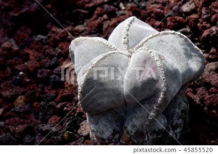 Cactus ball (Lampou ball) to be the botanical garden of Chofu city Cactus ball (Lampou ball) to be the botanical garden of Chofu city 45855520