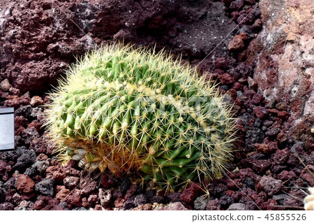 作為一個植物園拼寫的仙人掌Echinocactus金魚在調布市 45855526
