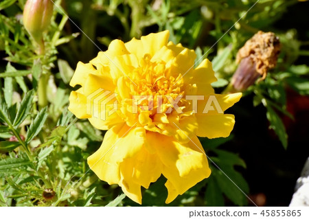 Yellow marigold blooming in Mitaka Nakahara Yellow marigold blooming in Mitaka Nakahara 45855865