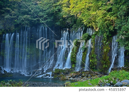 Delicate Shiraito Falls @ Fujinomiya Shizuoka Delicate Shiraito Falls @ Fujinomiya Shizuoka 45855897