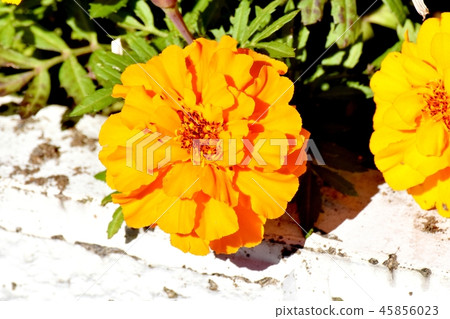 瑪麗金盛開在三鷹中原 45856023