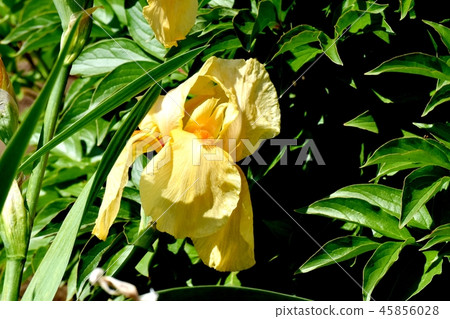 Orange iris blooming in Mitaka Nakahara Orange iris blooming in Mitaka Nakahara 45856028