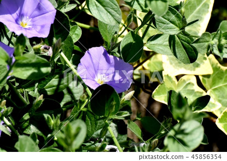 開花在三鷹中原的紫色杜娟花旋花植物 45856354