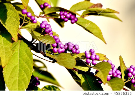 Komurasaki在三鷹中原開花 45856355