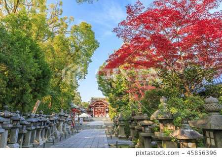 石清水八幡宮 45856396