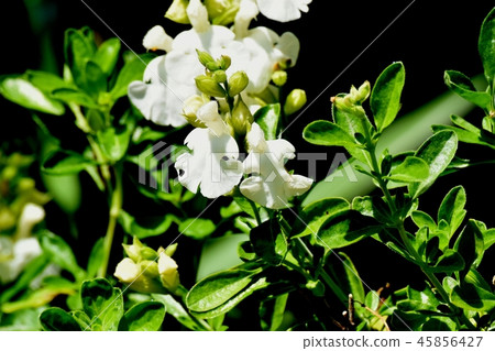 開花在三鷹中原的Salvia microfilla 45856427