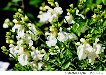開花在三鷹中原的Salvia microfilla 45856432