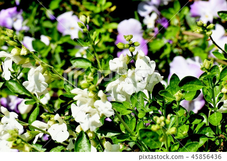 開花在三鷹中原的Salvia microfilla 45856436