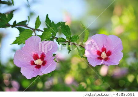Rose of Sharon 45856591