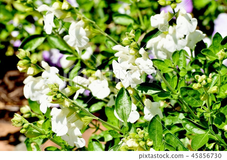 Salvia microfilla blooming in Mitaka Nakahara 45856730
