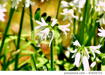 在三鷹中原開花 在三鷹中原開花 45856735