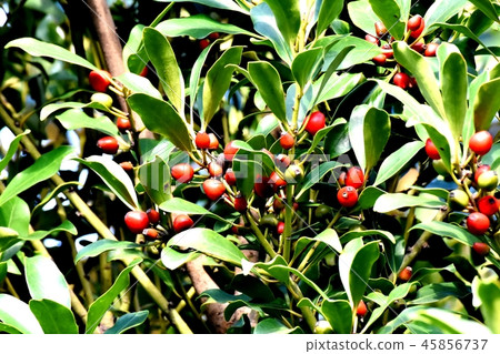 Mottaki fruit becoming Mitaka Nakahara 45856737