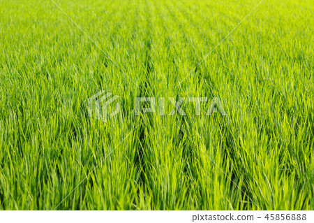 Aoda of summer 45856888