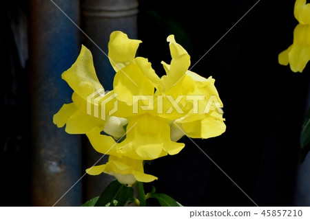 開花在三鷹中原的黃色金魚 開花在三鷹中原的黃色金魚 45857210