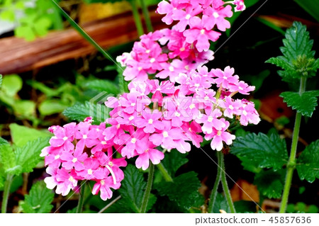 Verbena blooms in Mitaka Nakahara Verbena blooms in Mitaka Nakahara 45857636