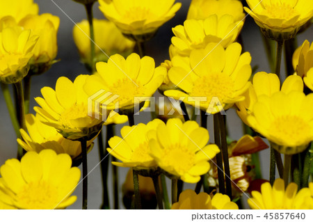 在三鷹森川公園開花的菊花murcicole 45857640