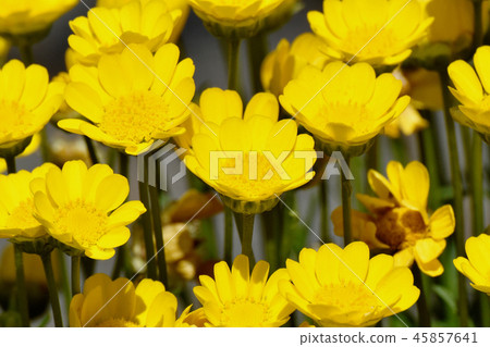 在三鷹森川公園開花的菊花murcicole 45857641