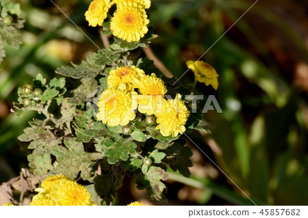 Spray gear blooming in Mitaka Nakahara 45857682