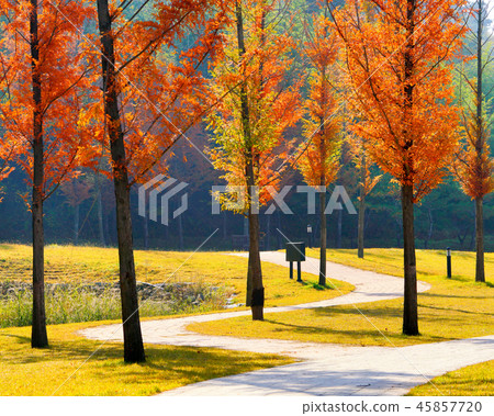 秋天，葉子，水杉，街道 45857720