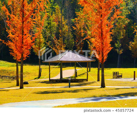 秋天，葉子，水杉，街道 45857724