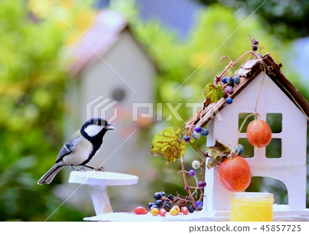來到誘餌桌的山雀 45857725