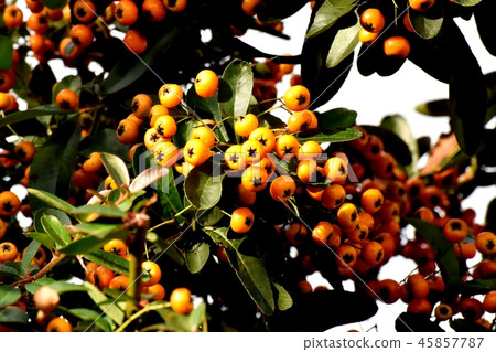 火棘（Tachibanamodoki）是三鷹中原 45857787