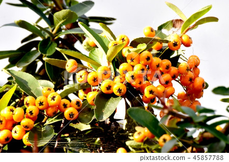 火棘（Tachibanamodoki）是三鷹中原 45857788