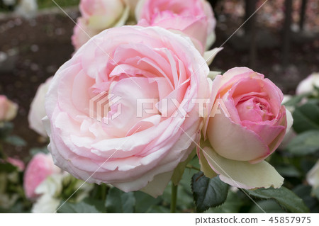  粉紅玫瑰花朵 45857975