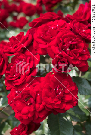 Red Rose Flower 45858031