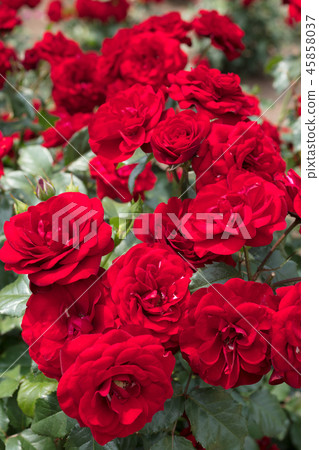 Red Rose Flower 45858037