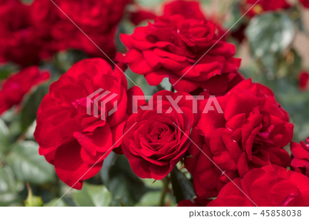 Red Rose Flower 45858038