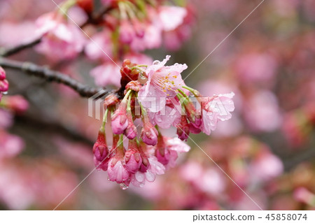 Yokohama Scarlet Cherry Blossom_Drops of Rain 45858074
